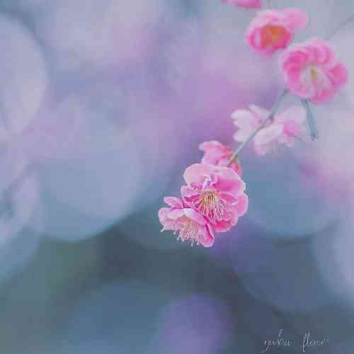 ایمان طهماسبی سرم روی تن من نباشه گر که بیگانه